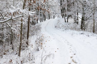 Karlı bir patika, her iki tarafında karla kaplı ağaçlar olan bir kış ormanı boyunca yokuş yukarı gider..