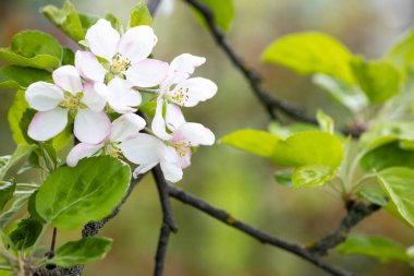 Bir demet narin beyaz elma, yeşil yapraklı bir dalda pembe ve sarı mantarlarla çiçek açar.