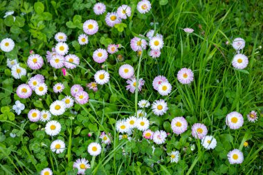 Yakın plan, kar kaplı ahşap bir çatının kenarından sarkan keskin, şeffaf buz saçakları, karla kaplı dalların bulanık bir görüntüsü ve arka planda birkaç kahverengi yaprak gösteriyor..