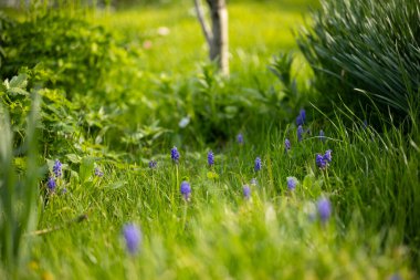 Yakın plan, kar kaplı ahşap bir çatının kenarından sarkan keskin, şeffaf buz saçakları, karla kaplı dalların bulanık bir görüntüsü ve arka planda birkaç kahverengi yaprak gösteriyor..