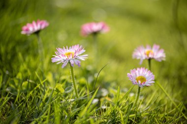 Her biri parlak sarı bir disk floret, bulanık yeşil bir arka plan karşı, odak birkaç küçük pembe ve beyaz papatya (Bellis perennis) ile yeşil çimen bir alan