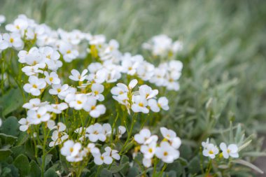 Her biri parlak sarı merkezli küçük beyaz çiçeklerden oluşan yoğun bir küme, gri-yeşil yapraklar arasında çiçek açar ve arkaplan hafifçe bulanıklaşır