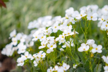 Her biri parlak sarı merkezli küçük beyaz çiçeklerden oluşan yoğun bir küme, gri-yeşil yapraklar arasında çiçek açar ve arkaplan hafifçe bulanıklaşır