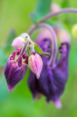 Yakın plan, kar kaplı ahşap bir çatının kenarından sarkan keskin, şeffaf buz saçakları, karla kaplı dalların bulanık bir görüntüsü ve arka planda birkaç kahverengi yaprak gösteriyor..