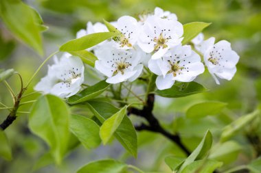 Bir demet narin beyaz elma, yeşil yapraklı bir dalda pembe ve sarı mantarlarla çiçek açar.