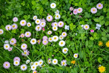 Bir bahar sahnesinde her biri parlak sarı bir merkezi olan sayısız küçük beyaz papatya ile dolu yeşil bir çim tarlası.