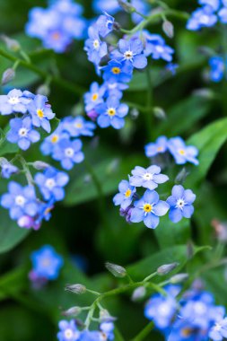 Yakın plan, kar kaplı ahşap bir çatının kenarından sarkan keskin, şeffaf buz saçakları, karla kaplı dalların bulanık bir görüntüsü ve arka planda birkaç kahverengi yaprak gösteriyor..