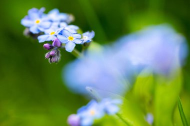 Bulanık yeşil arkaplan üzerinde parlak sarı merkezleri olan birkaç küçük açık mavi unutma beni çiçekleri.