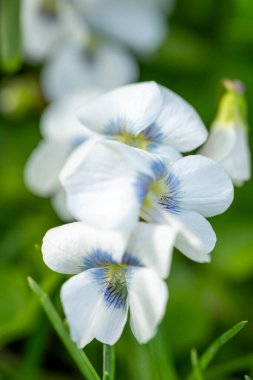 Yakın plan birkaç saf beyaz menekşe çiçeğini gösteriyor merkezin yanında narin mavi işaretler var, bulanık yeşil arka plan üzerine kurulmuş.