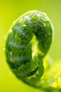 Kıvrımlı, parlak yeşil eğreltiotu keman başlığının yakın çekim makrosu, bulanık arka planda yeni bir keman kafası