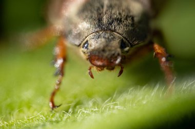 Yeşil bir yaprak üzerinde oturan tüylü bir gövde ile Mayıs böceği olarak da bilinen kahverengi bir kokceğin makro görüntüsü; bu böceklerin bitkilere zarar verdiği bilinir.