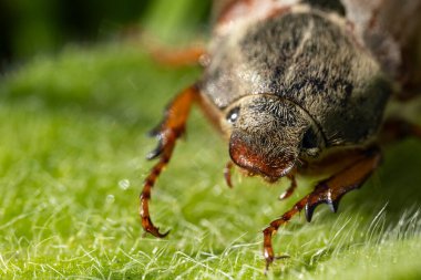 Yeşil bir yaprak üzerinde oturan tüylü bir gövde ile Mayıs böceği olarak da bilinen kahverengi bir kokceğin makro görüntüsü; bu böceklerin bitkilere zarar verdiği bilinir.