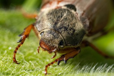 Yeşil bir yaprak üzerinde oturan tüylü bir gövde ile Mayıs böceği olarak da bilinen kahverengi bir kokceğin makro görüntüsü; bu böceklerin bitkilere zarar verdiği bilinir.