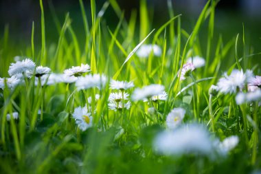 Bir bahar sahnesinde her biri parlak sarı bir merkezi olan sayısız küçük beyaz papatya ile dolu yeşil bir çim tarlası.