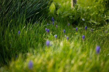 Yakın plan, kar kaplı ahşap bir çatının kenarından sarkan keskin, şeffaf buz saçakları, karla kaplı dalların bulanık bir görüntüsü ve arka planda birkaç kahverengi yaprak gösteriyor..