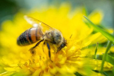 Sarı polenle kaplanmış bir bal arısının makro görüntüsü parlak sarı bir karahindiba çiçeğinden bulanık yeşil bir arkaplanda nektar topluyor.