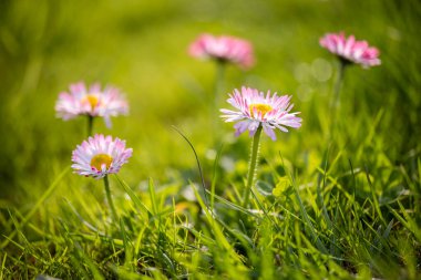 Her biri parlak sarı bir disk floret, bulanık yeşil bir arka plan karşı, odak birkaç küçük pembe ve beyaz papatya (Bellis perennis) ile yeşil çimen bir alan