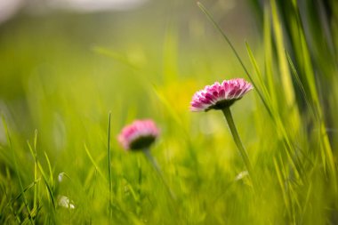 Her biri parlak sarı bir disk floret, bulanık yeşil bir arka plan karşı, odak birkaç küçük pembe ve beyaz papatya (Bellis perennis) ile yeşil çimen bir alan