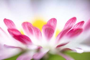 Pembe ve beyaz bir papatyanın (Bellis perennis) parlak sarı bir disk floret ile biraz bulanık bir görüntüsü vardır.