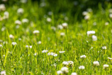 Dağınık beyaz papatyalar (Bellis perennis) ve parlak güneş ışığı altında yonca çiçekleri ile yeşil çimenler bir tarla