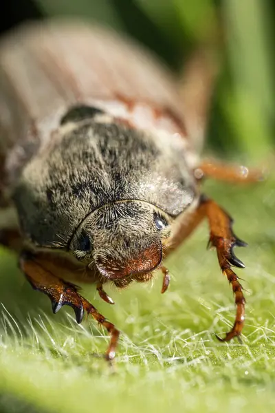 Yeşil bir yaprak üzerinde oturan tüylü bir gövde ile Mayıs böceği olarak da bilinen kahverengi bir kokceğin makro görüntüsü; bu böceklerin bitkilere zarar verdiği bilinir.