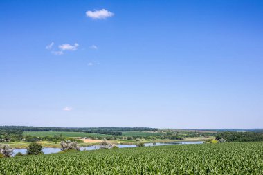 Mısır ekilmiş bir çiftlik arazisi. Ürün iyi büyüdü, güçlü bir gövdesi var ve koçanlar şekillendi. Kropyvnytskyi bölgesindeki orta Ukrayna 'da yazın başlangıcında güzel güneşli hava.