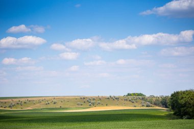 Mısır ekilmiş bir çiftlik arazisi. Ürün iyi büyüdü, güçlü bir gövdesi var ve koçanlar şekillendi. Kropyvnytskyi bölgesindeki orta Ukrayna 'da yazın başlangıcında güzel güneşli hava.