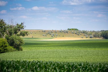Mısır ekilmiş bir çiftlik arazisi. Ürün iyi büyüdü, güçlü bir gövdesi var ve koçanlar şekillendi. Kropyvnytskyi bölgesindeki orta Ukrayna 'da yazın başlangıcında güzel güneşli hava.
