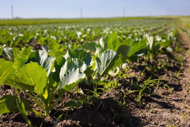 Tepelerin yamaçlarındaki tarlalar beyaz lahanalarla döşenmiştir. Kültür, tohum ektikten sonra iyi gelişir ve sağlıklı yapraklara sahiptir. Ukrayna 'nın batısındaki Lviv bölgesinde yaz mevsimi.