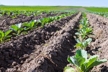 Tepelerin yamaçlarındaki tarlalar beyaz lahanalarla döşenmiştir. Kültür, tohum ektikten sonra iyi gelişir ve sağlıklı yapraklara sahiptir. Ukrayna 'nın batısındaki Lviv bölgesinde yaz mevsimi.