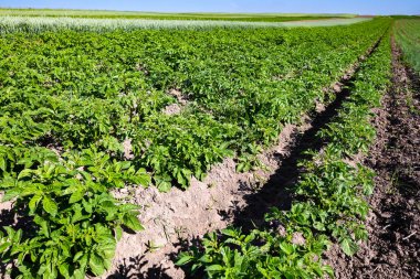 Tepelerin yamaçlarındaki tarlalar patateslerle dolu. Ekin, tohum ektikten sonra iyi büyür, sağlıklı yaprakları, güçlü sapları ve çiçekleri vardır. Ukrayna 'nın batısındaki Lviv bölgesinde yaz mevsimi.
