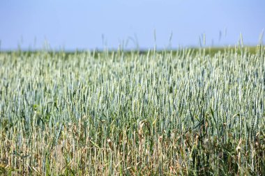 Yeşil buğday tarlaları. Ukrayna 'da tipik yaz manzarası. Konsept teması: gıda güvenliği. Tarım. Çiftçilik. Yiyecek üretimi. Ukrayna 'nın batısında bir yerde.