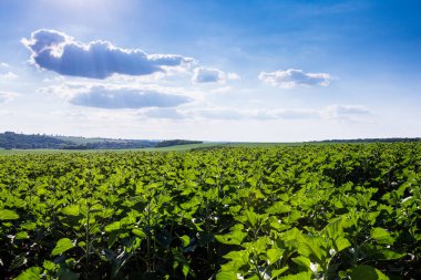 Büyük tarlalar ayçiçekleri ile ekilir. Ekin, tohum ektikten sonra iyi büyür. Sağlıklı yaprakları ve güçlü sapları vardır. Yaz ortasında, Ukrayna 'nın orta kesiminde Znamyanka yakınlarında bir yerde..