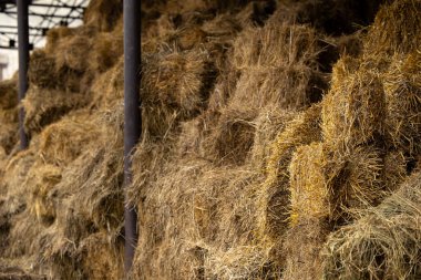 Çiftlikteki balyalarda saman ve saman deposu. Konsept teması: hisse senedi artırımı. Gıda güvenliği. Tarım. Çiftçilik. Gıda üretimi.