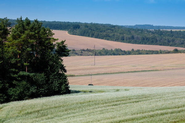 Huge farm fields on the hills are separated by forest strips. A blooming field of buckwheat. Agricultural lands in the Ternopil region in western Ukraine.