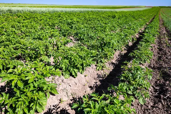 Tepelerin yamaçlarındaki tarlalar patateslerle dolu. Ekin, tohum ektikten sonra iyi büyür, sağlıklı yaprakları, güçlü sapları ve çiçekleri vardır. Ukrayna 'nın batısındaki Lviv bölgesinde yaz mevsimi.