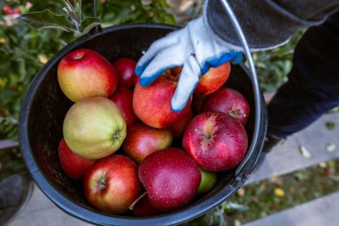 Dallardan toplanan taze olgun kırmızı elma hasadı büyük plastik kovalara katlanır. Ukrayna 'nın Bukovyna bölgesindeki meyve bahçelerinin üretim kapasitesi.