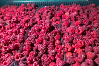 Kalitesini korumak için temiz plastik kaplarda dondurulmuş ahududu yakın plan. Perakende satışlar ve bozulabilir hasatların korunması için uzun raf ömrü sağlamak üzere ambalaj işlemine hazırlandı.