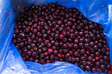 İnce buz kaplamalı donmuş kirazların yakın çekimi. Süpermarketlerde raf ömrünün uzatılması ve bozulabilir hasat kalitesinin korunması için perakende paketlemeye hazırlar..