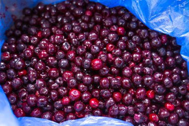 İnce buz kaplamalı donmuş kirazların yakın çekimi. Süpermarketlerde raf ömrünün uzatılması ve bozulabilir hasat kalitesinin korunması için perakende paketlemeye hazırlar..