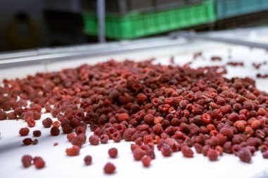 Olgun tatlı ahududu meyveleri taşıyıcı bant boyunca vida ütüsüne doğru hareket eder. Çilek reçeli yapma süreci.