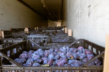 Dondurulmuş bir kamyonun içinde sığ plastik kasalarda toplanmış erikler depo, tasnif, işleme ve depolama için boşaltılmadan önce.