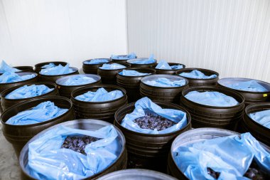 Taze toplanmış erikler derin siyah plastik fıçılarda deponun soğutulmuş haznesinde tasnif, işleme ve depolama için..