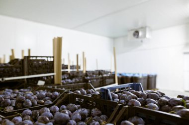 Depodaki soğutulmuş bölmede, işleme ve depolama için sığ siyah plastik kasalarda toplanmış taze erikler..