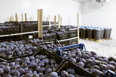 Depodaki soğutulmuş bölmede, işleme ve depolama için sığ siyah plastik kasalarda toplanmış taze erikler..