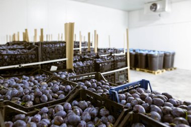 Depodaki soğutulmuş bölmede, işleme ve depolama için sığ siyah plastik kasalarda toplanmış taze erikler..