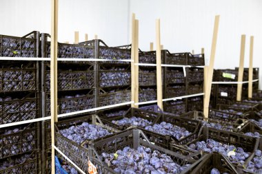 Depodaki soğutulmuş bölmede, işleme ve depolama için sığ siyah plastik kasalarda toplanmış taze erikler..