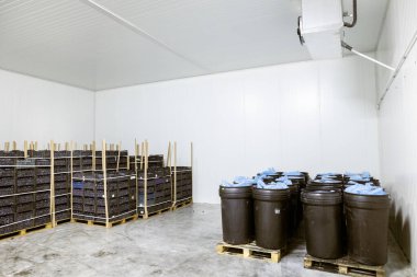 Sığ, siyah plastik kasalarda toplanmış erikler ve derin, siyah plastik variller deponun soğutuculu odasında tasnif, işleme ve depolama için..