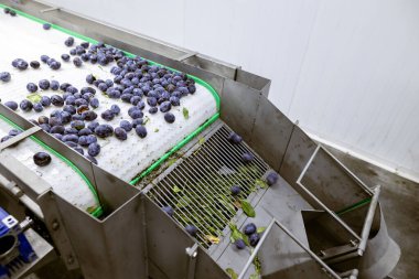 Depodaki tasnif, işleme ve depolama için beyaz plastik bir taşıma bandında toplanmış erikler..
