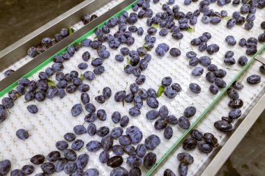 Depodaki tasnif, işleme ve depolama için beyaz plastik bir taşıma bandında toplanmış erikler..